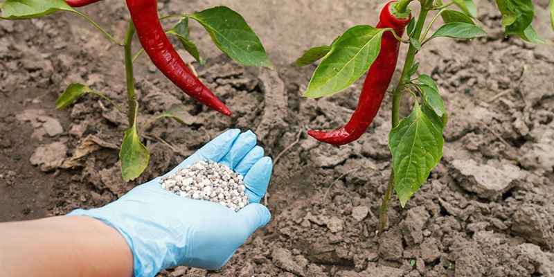 How to fertilise hot pepper plants