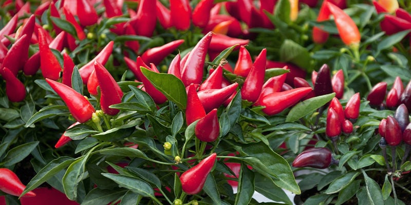 Keep a close eye on your hot pepper plants