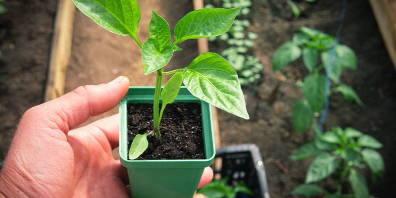 Harden Off Your Chilli Pepper Plants