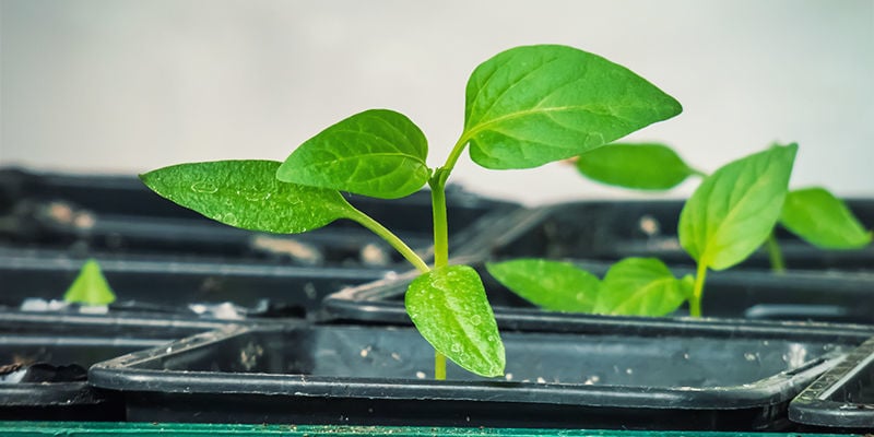 Start Hot Pepper Plants Indoors