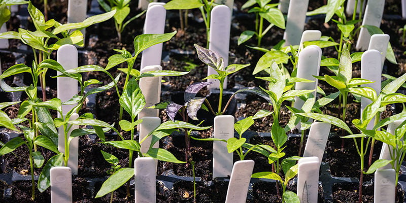 Tips For Outdoor Hot Pepper Growing