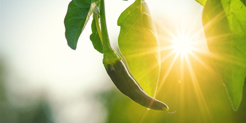 Why Grow Hot Peppers Outdoors?