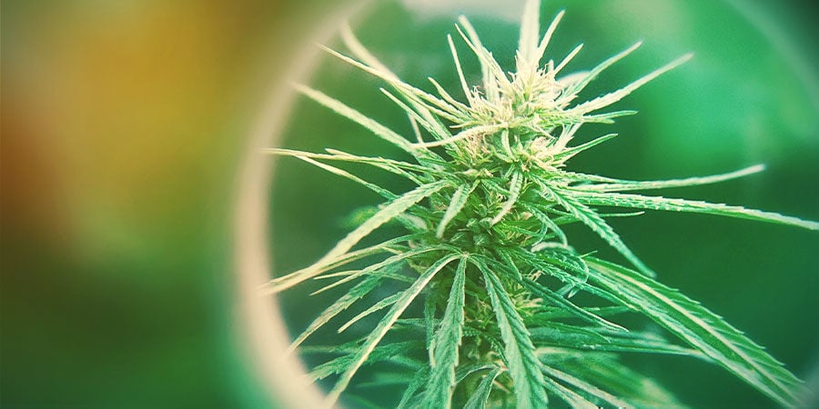 What Is Total Active Cannabinoids (TAC)?