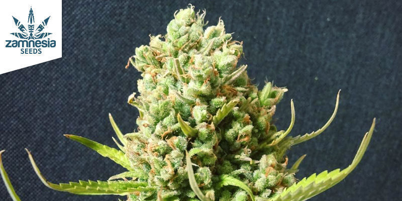 Blueberry (Zamnesia Seeds)