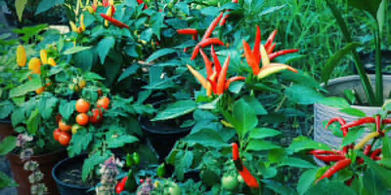 How To Prevent Pests On Hot Pepper Plants