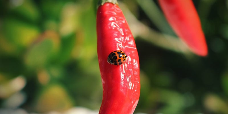 Ladybugs