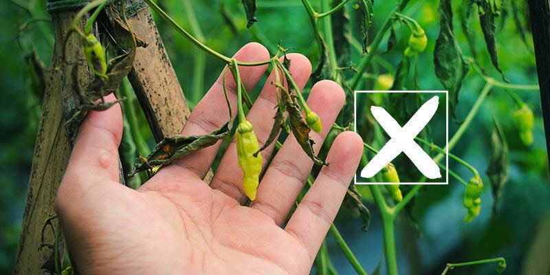 Make Pepper Pests A Thing Of The Past