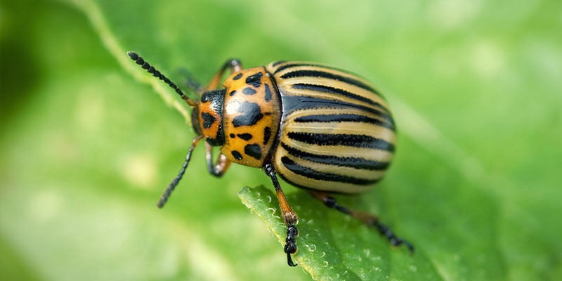 Potato Beetles