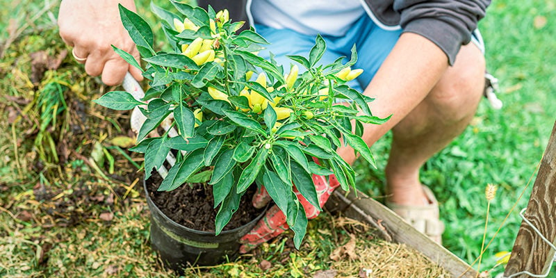 Can you transplant fruiting chilli peppers?