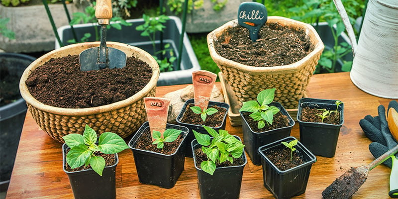 How to transplant hot peppers into bigger pots