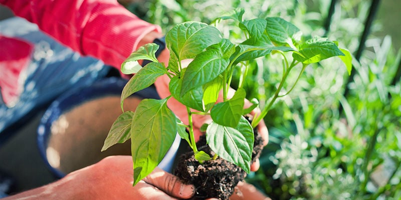 Transplant Hot Pepper Plants: Outdoors