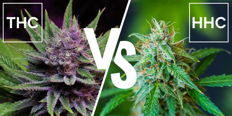 What is the difference between HHC and THC?