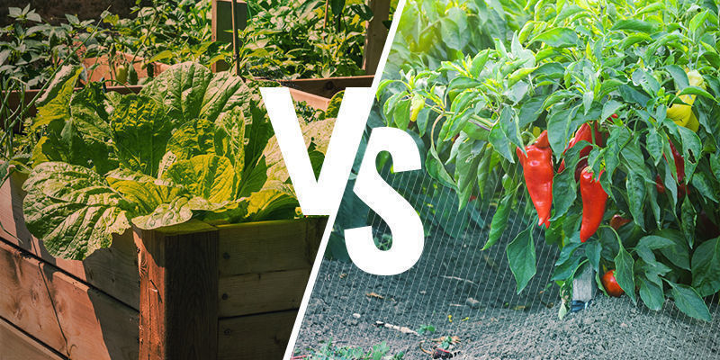 Raised beds vs growing in the ground