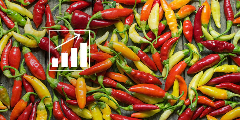 Does pruning hot pepper plants increase yield?