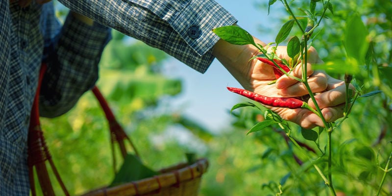 Pruning hot peppers for maximum yield