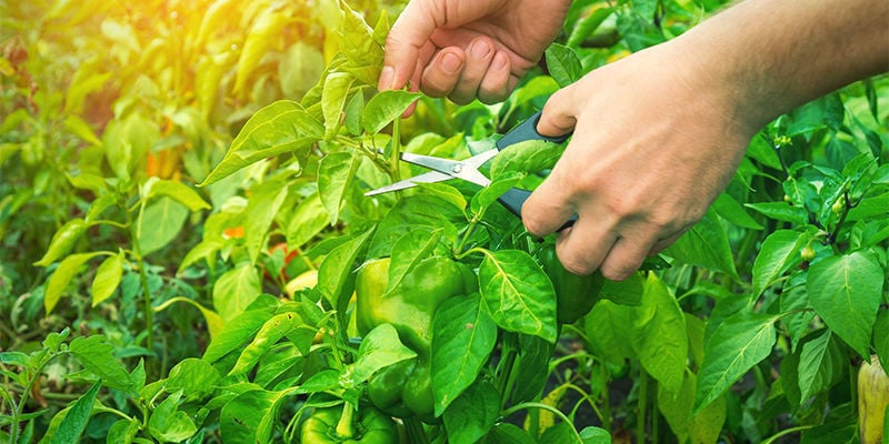 When should you prune pepper plants?