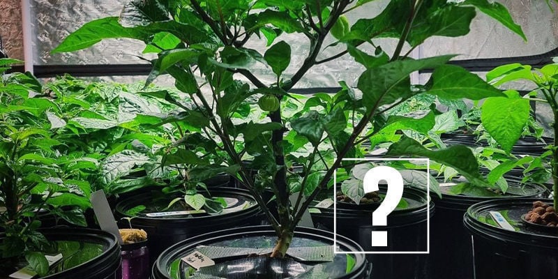 Why Use Hydroponics To Grow Hot Peppers?