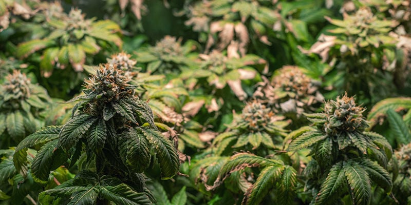 What else do you need to know about feminized strains?