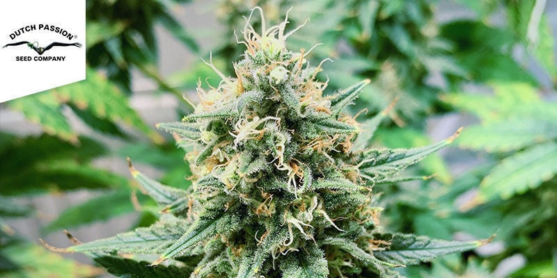 Durban Poison (Dutch Passion)