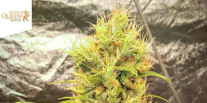  Royal THCV (Royal Queen Seeds)