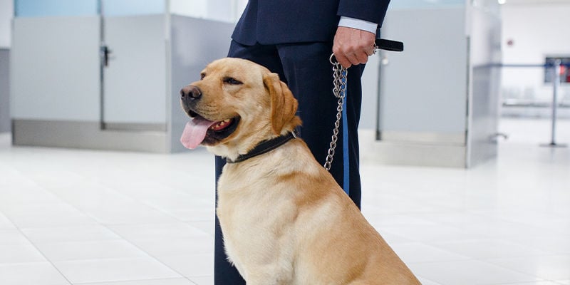 The truth about detection dogs