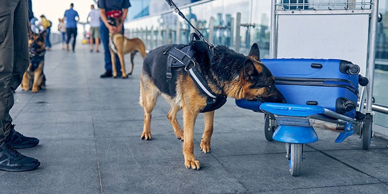 Where are detection dogs employed?
