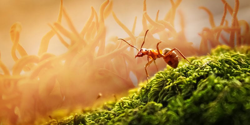 Ants And Cordyceps