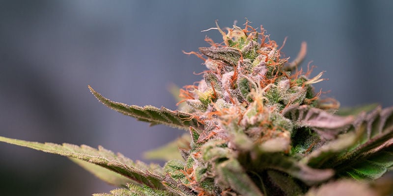 Strawberry Cough: Get yourself the berry best