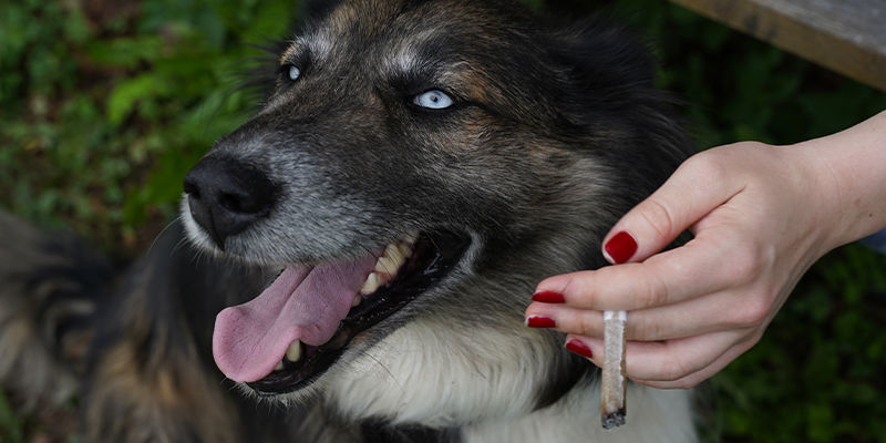 How does cannabis affect dogs?