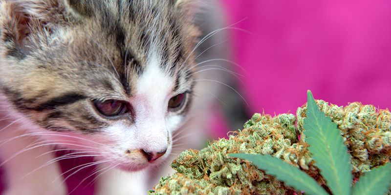 What to do if your pet gets into your stash?