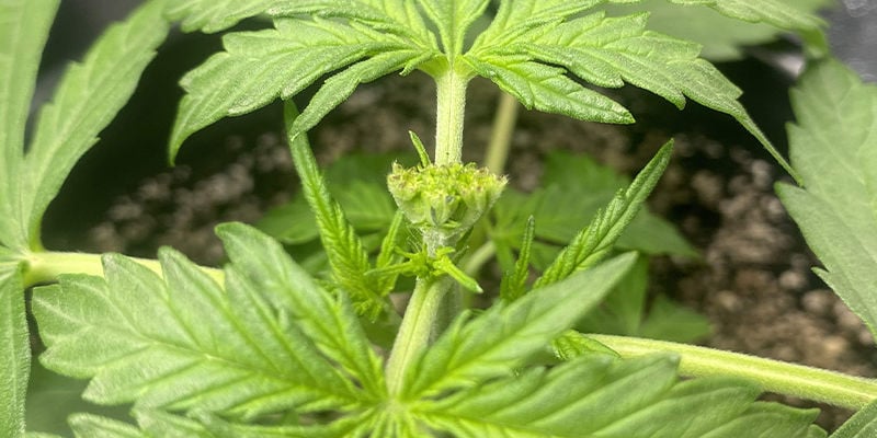 What is fimming cannabis?