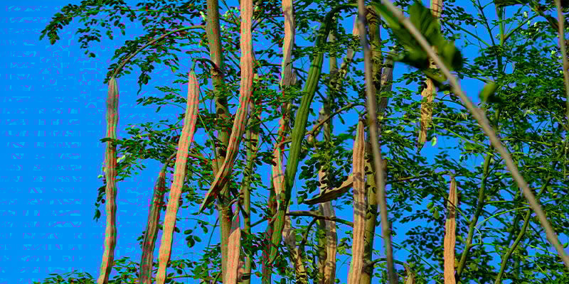 What Is Moringa?