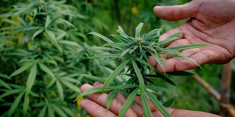 How to choose a cannabis strain