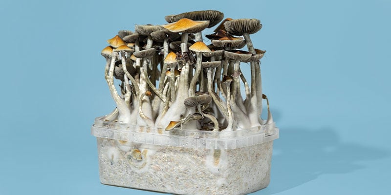How To Choose The Right Magic Mushroom Grow Kit