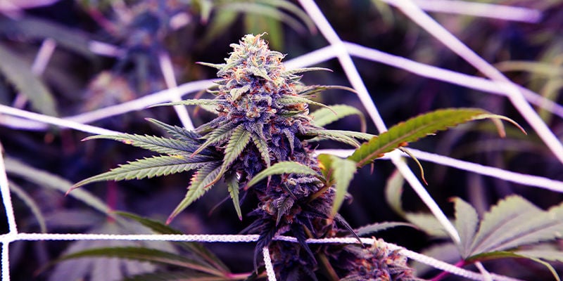Cannabis strains containing ocimene