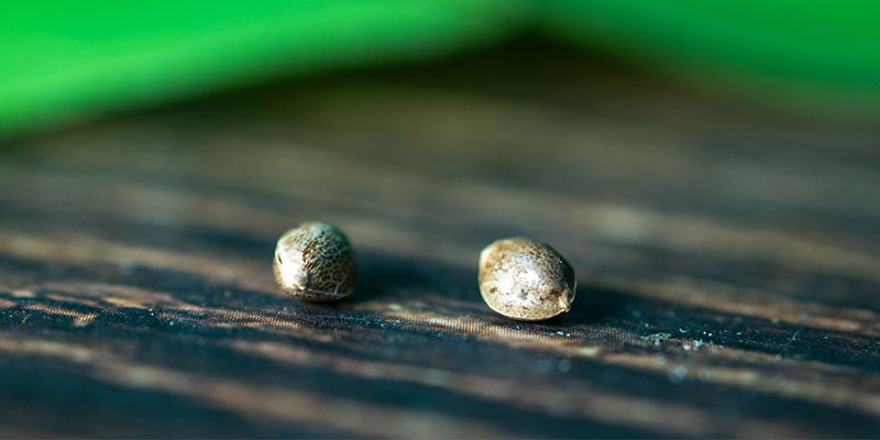 Crop steering: An advanced technique for maximising plant potential