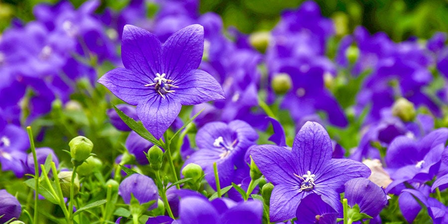 Balloon Flower: Blue