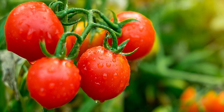 Cherry tomato