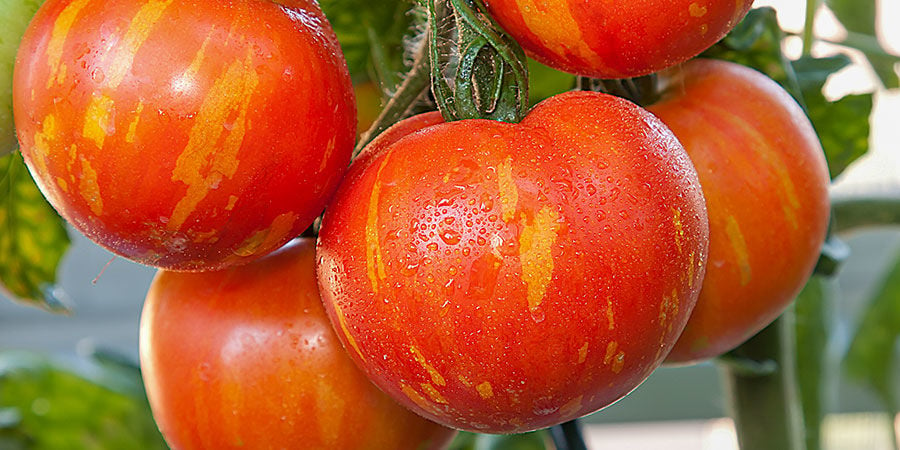 Tigerella tomato