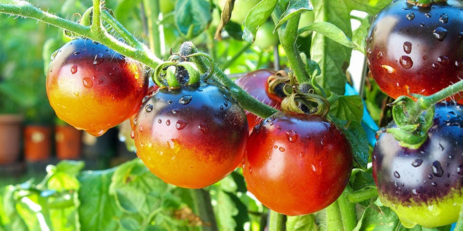 Indigo rose tomatoes