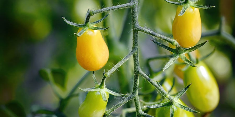 Yellow Pear Cherry Tomato