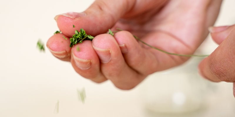 Drying herbs: Use these tips for success
