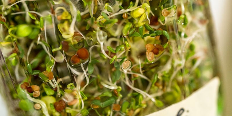 How To Grow Sprouts