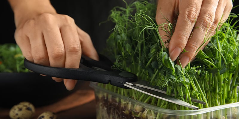 How to harvest microgreens