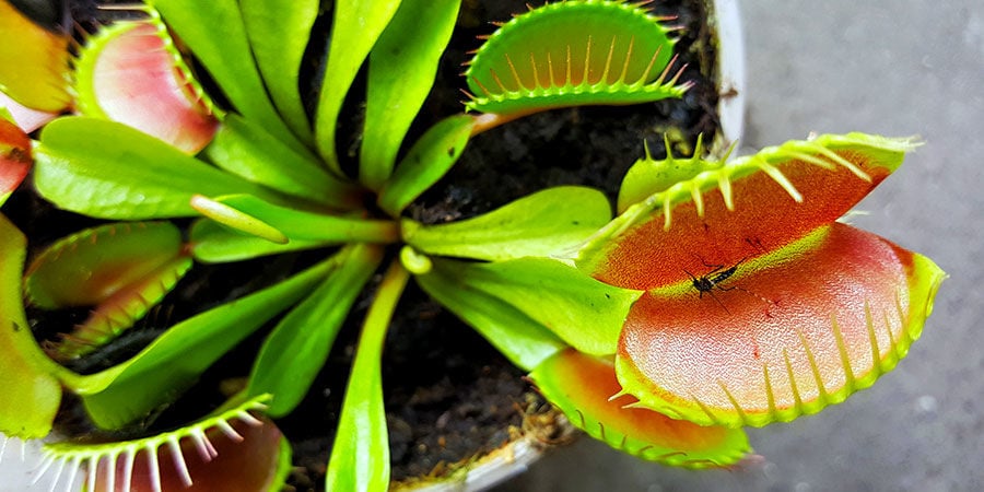 Venus Flytrap