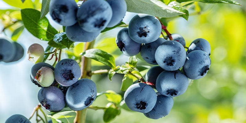 Blueberries