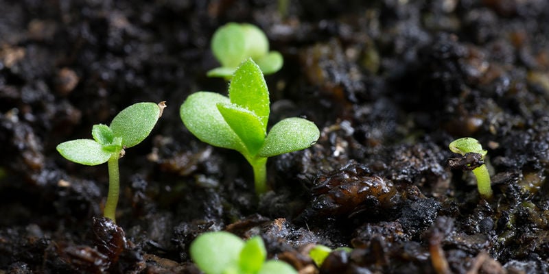 How To Grow Mexican Tarragon