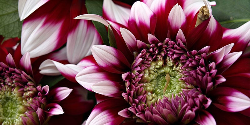 Chrysanthemums