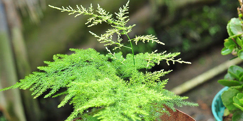 Asparagus Fern