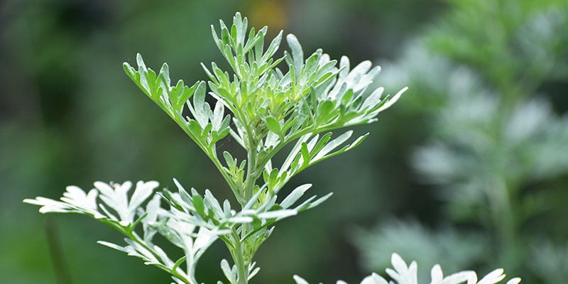 Wormwood